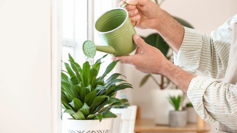 watering a houseplant