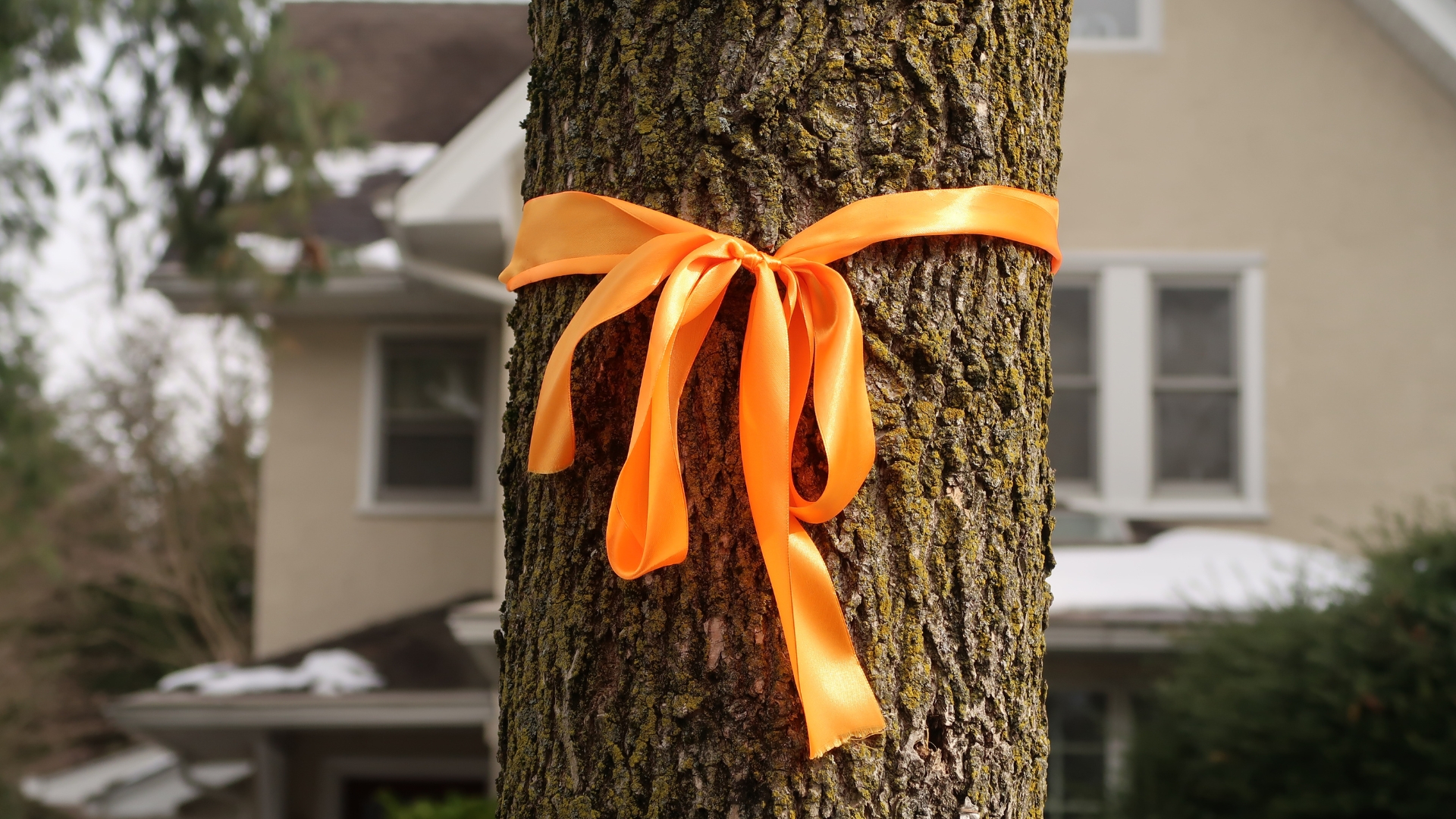 Here’s Why Tying An Orange Ribbon Around Your Trees Is Truly A Game-Changing Method