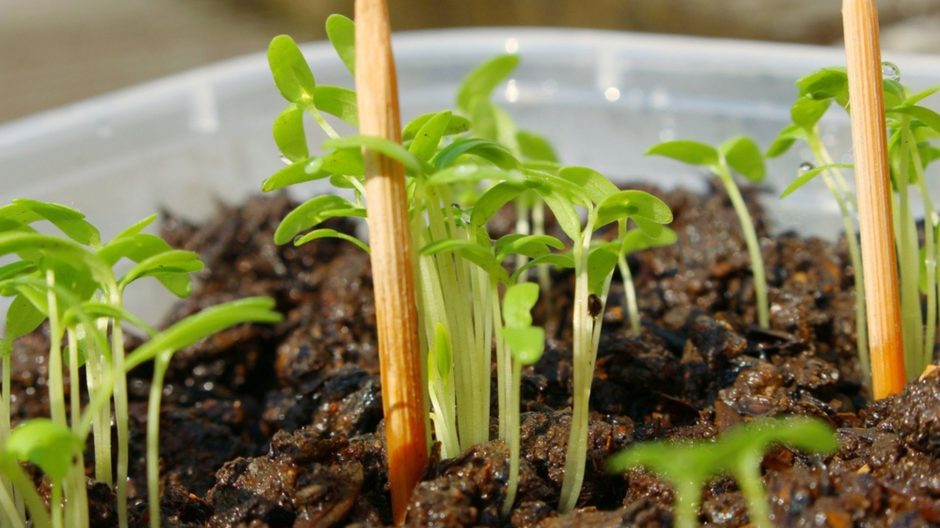 toothpick next to seedlings
