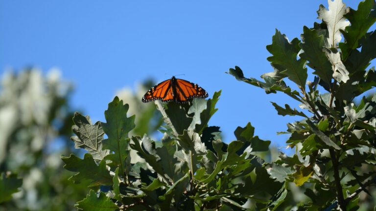 butterfly on a tree