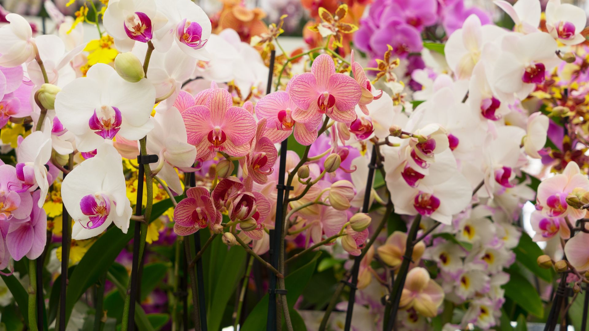 You Should Never Make These 7 Mistakes If You Want Your Orchids To Stay Healthy