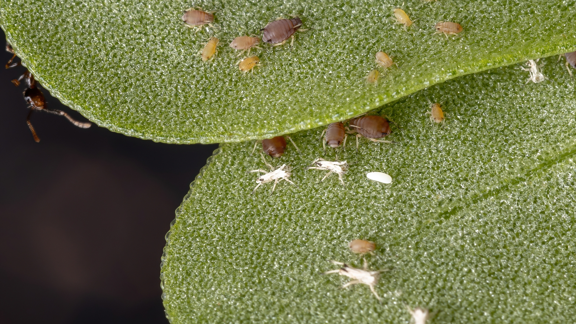 pests on a leaf