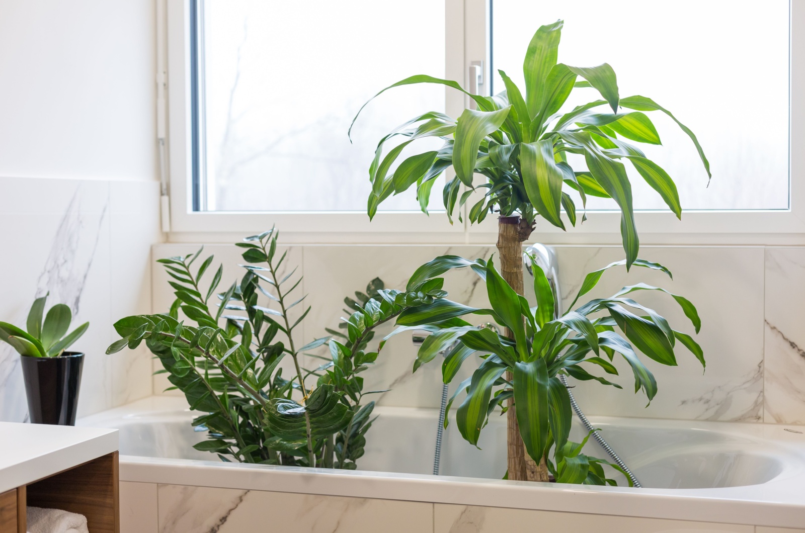 Watering and washing indoor plants in the bath