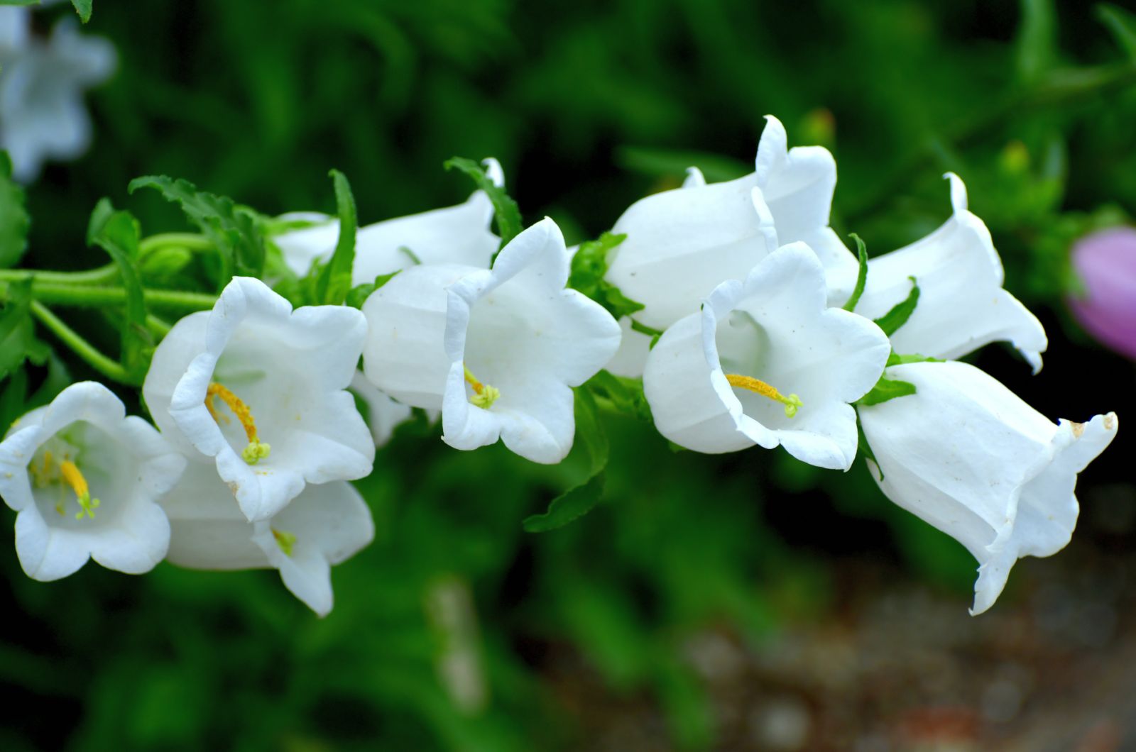 White Bellflower