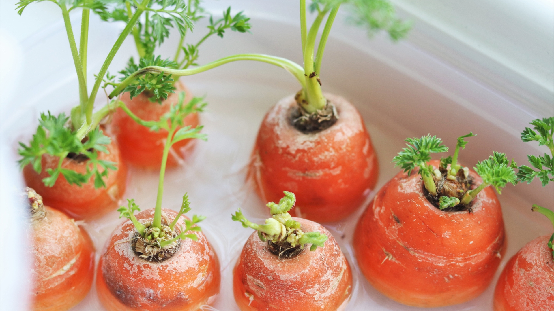 how to grow carrots from tops