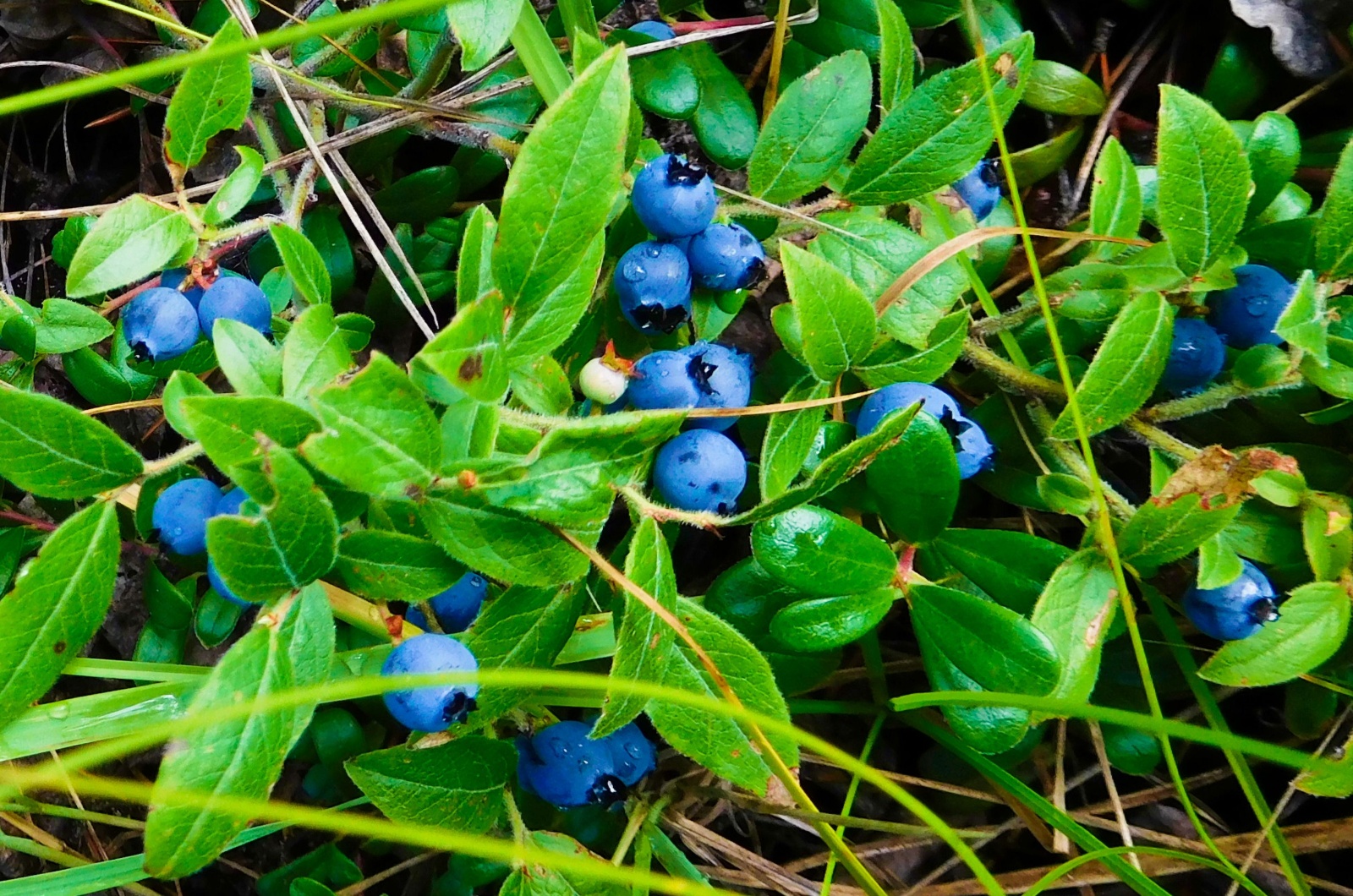 Wild blueberries in a forest