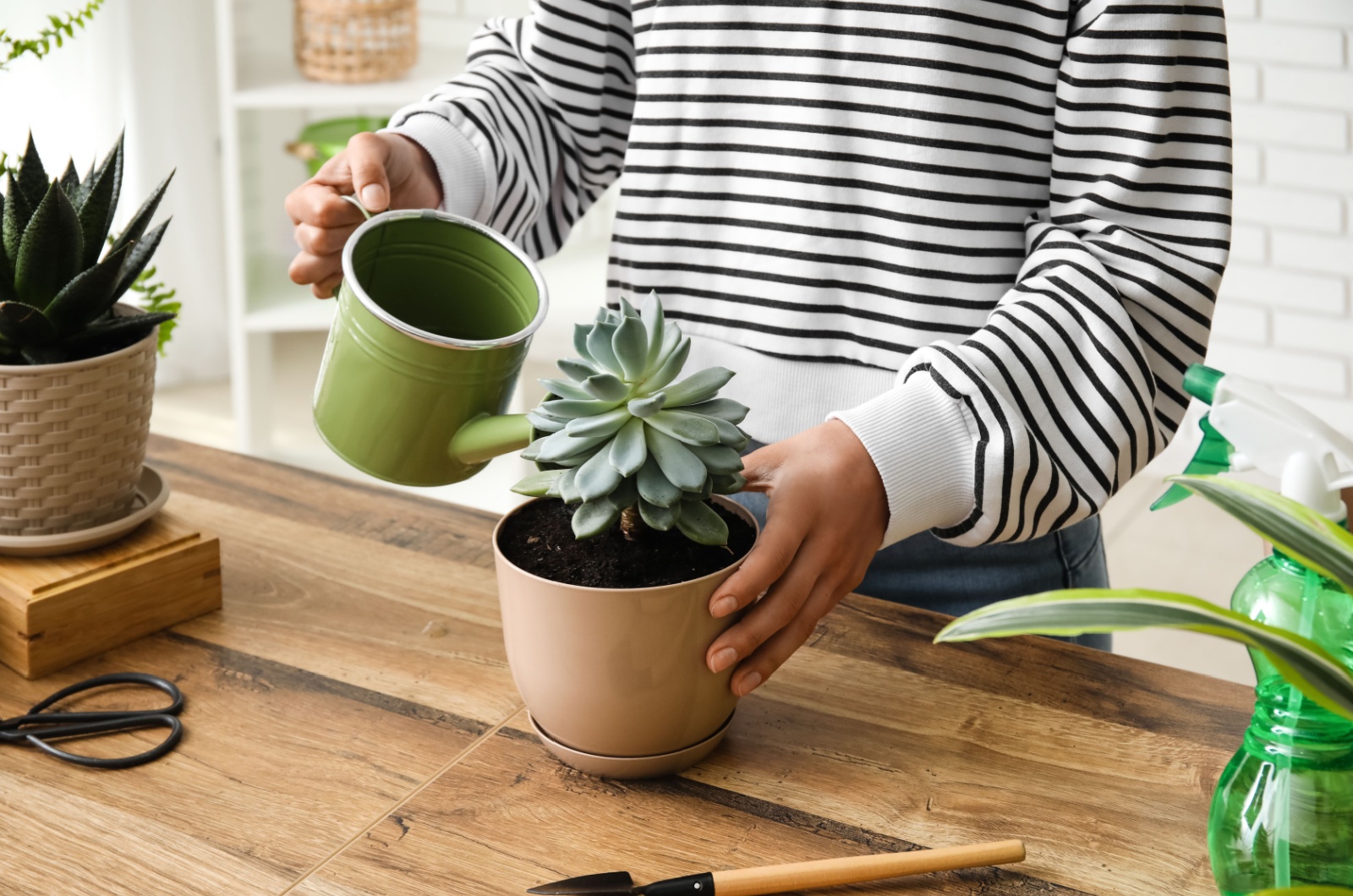 Woman watering succulent plant