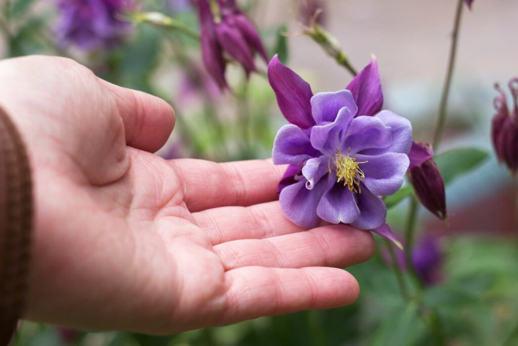 a woman holds a bluebell flower in her hand