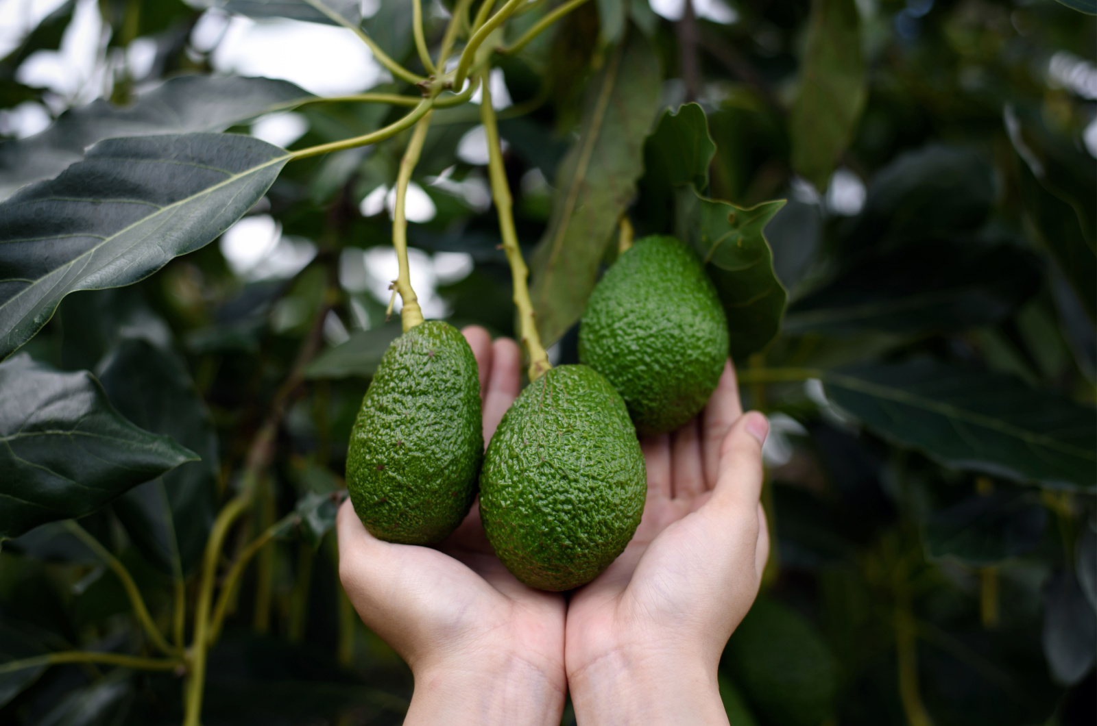 avocado in woman hands
