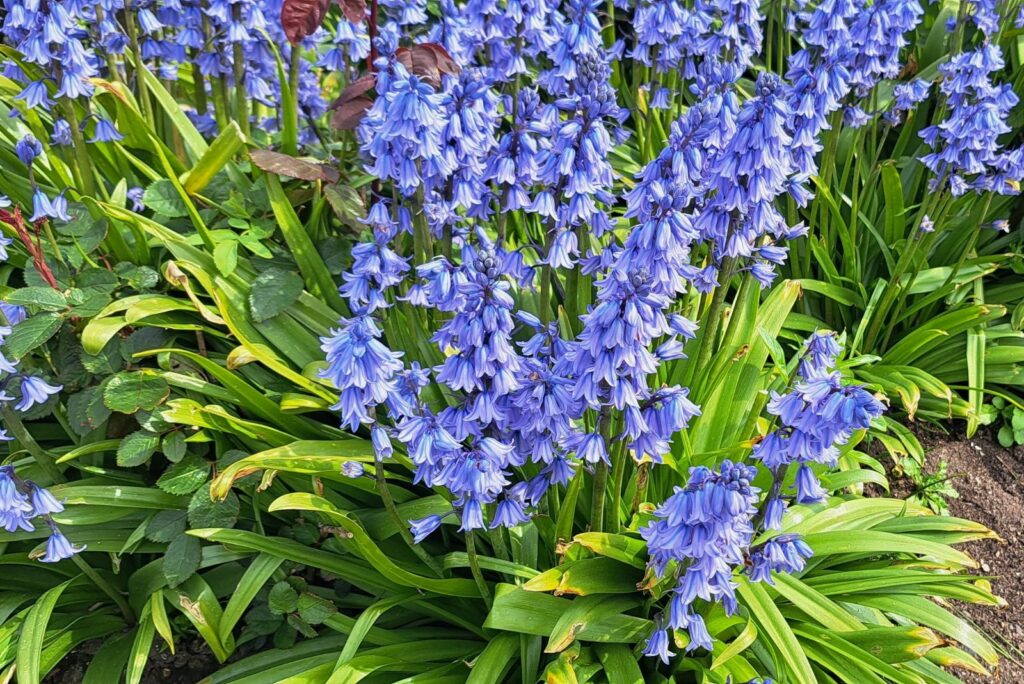 beautiful bluebell in flower