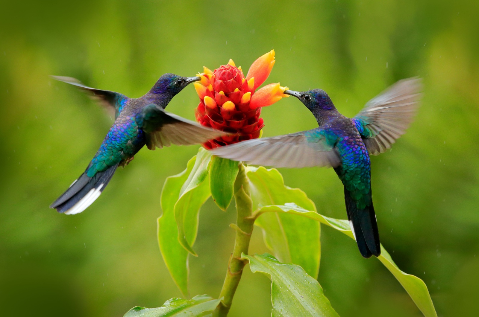blue hummingbirds