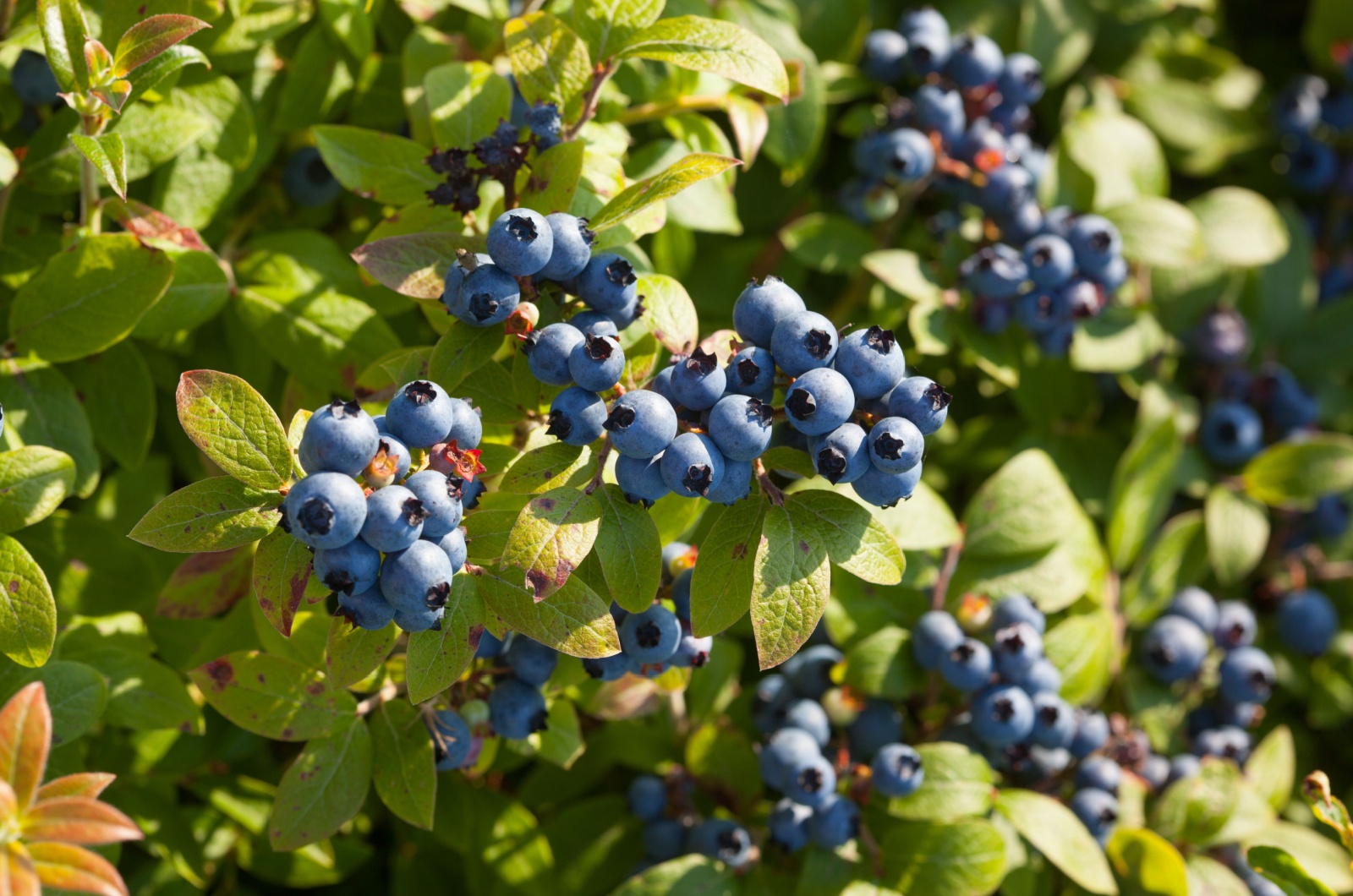 blueberries in sunshine