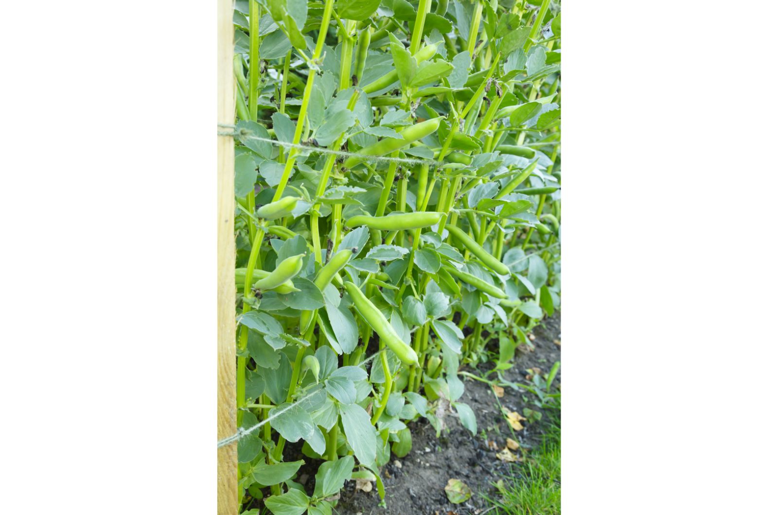 broad beans plant