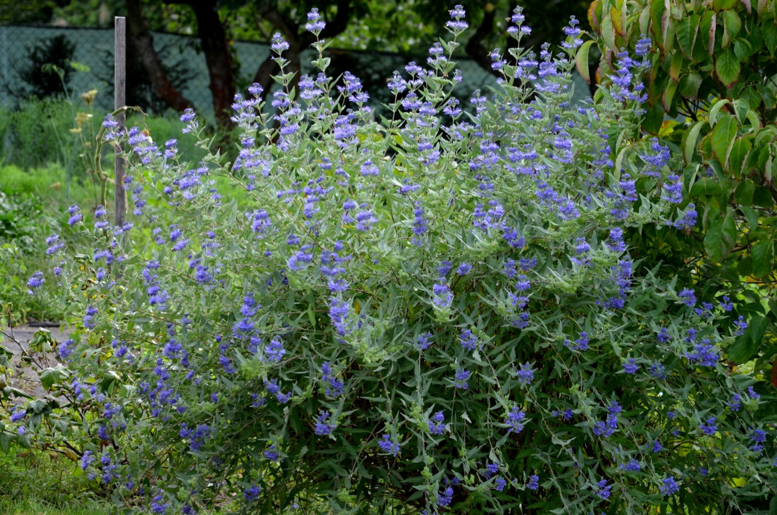 bush with blue flowers