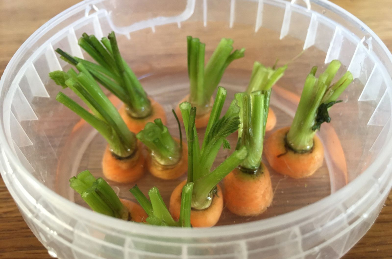 carrot tops in water in plastic container