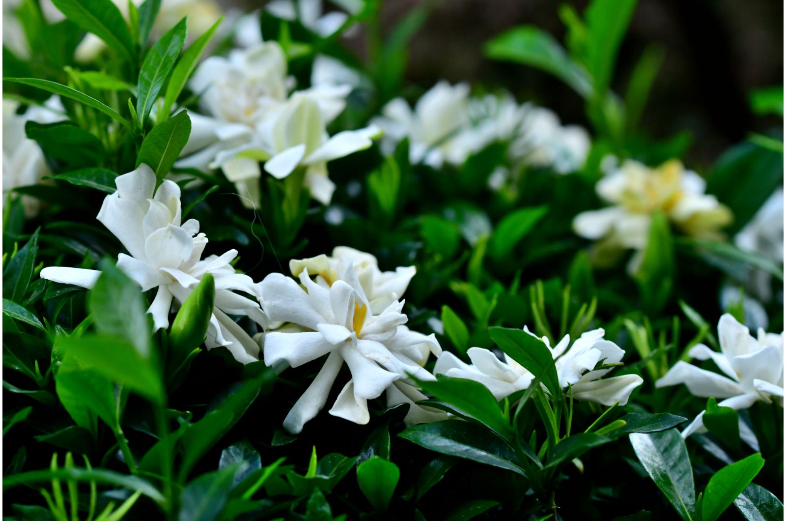 common gardenia
