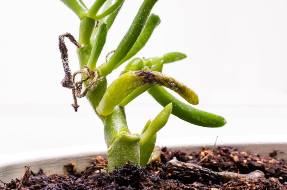Surefire Sign You're Overwatering Your Jade Plant