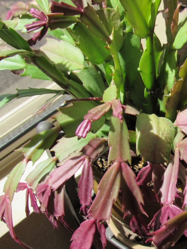 4 Reasons Why Indoor Plants Turn Purple