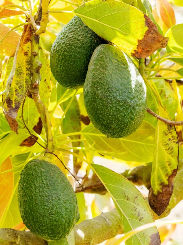 Hass avocado tree