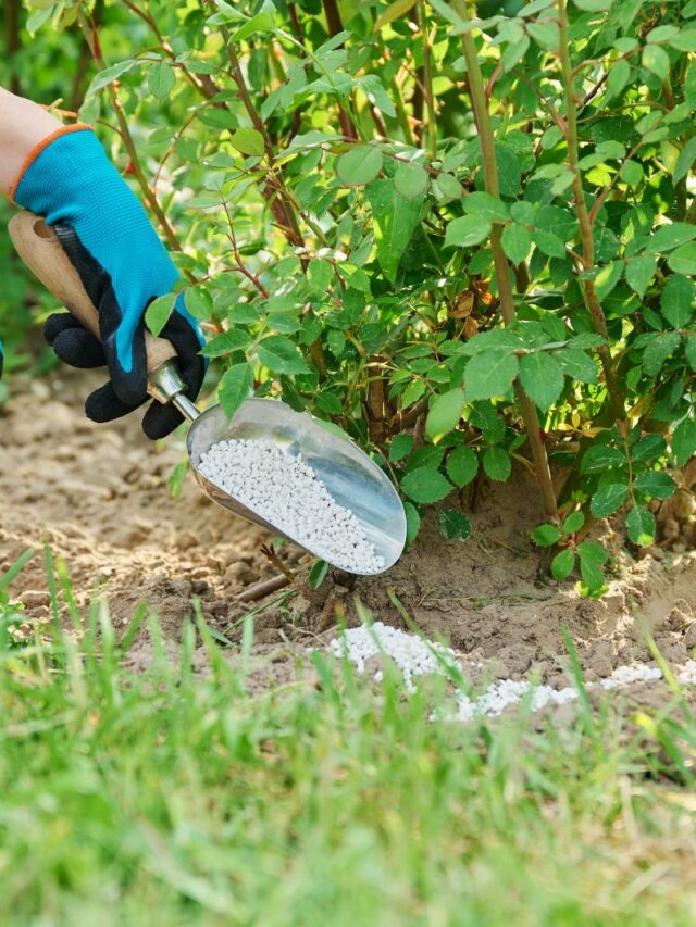 female gardener fertilizing rose bush