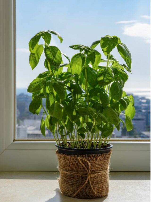 potted basil by the window