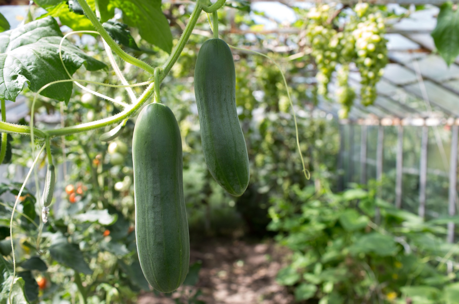 cucumbers in a garden