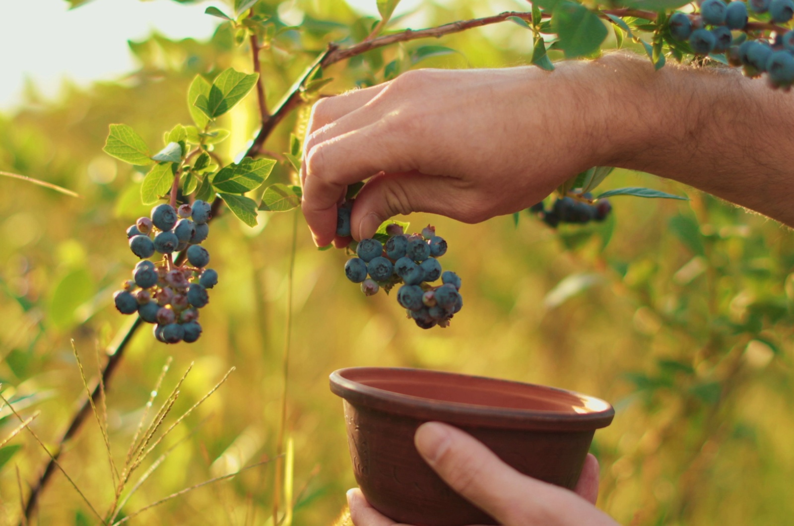 farmer's hand picking blueberries