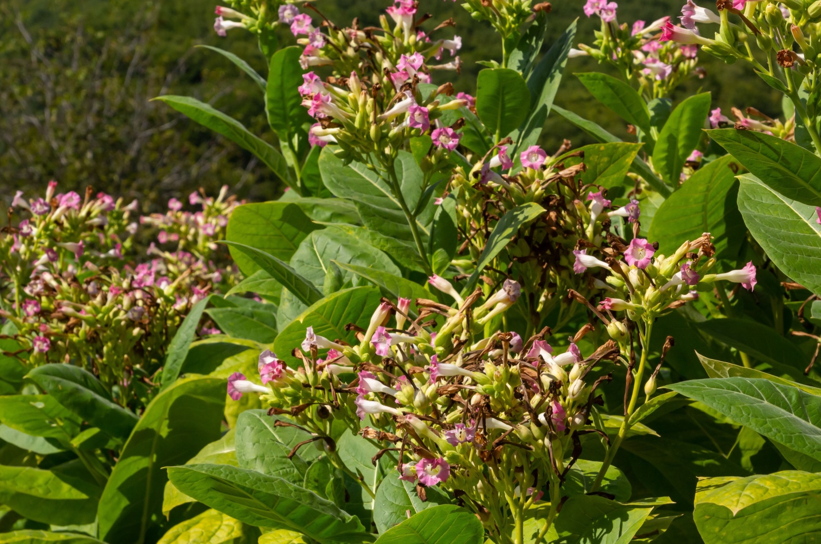 flowering tobacco