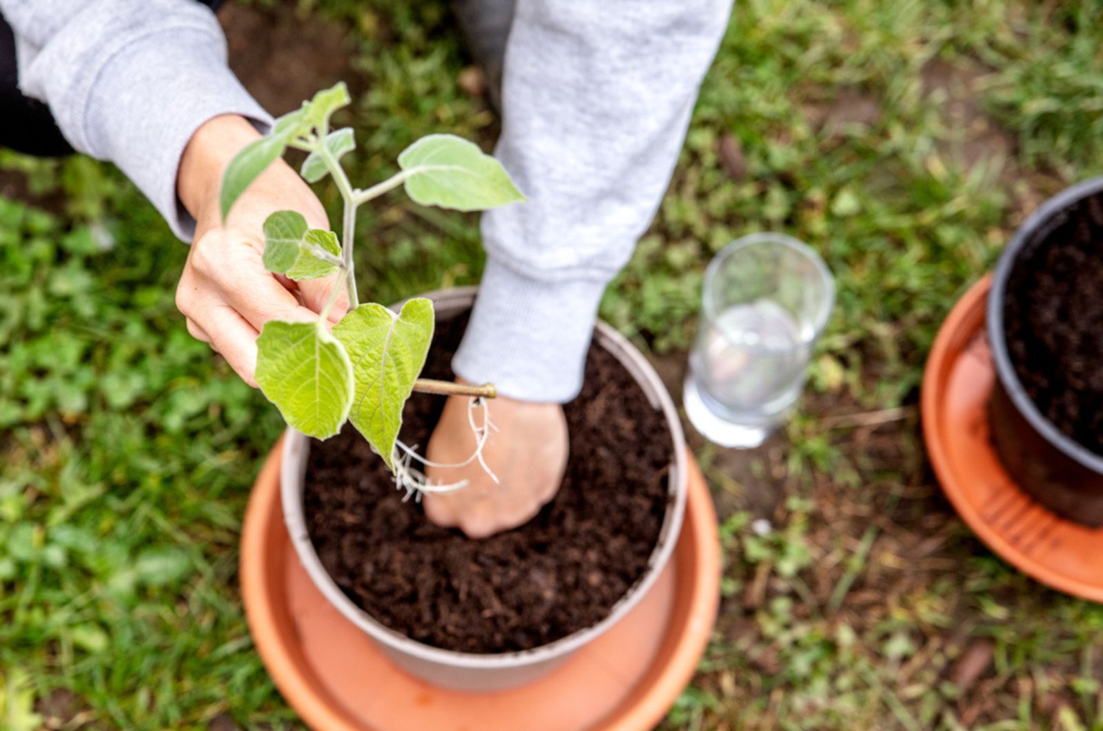 gardener planting a plant in a pot