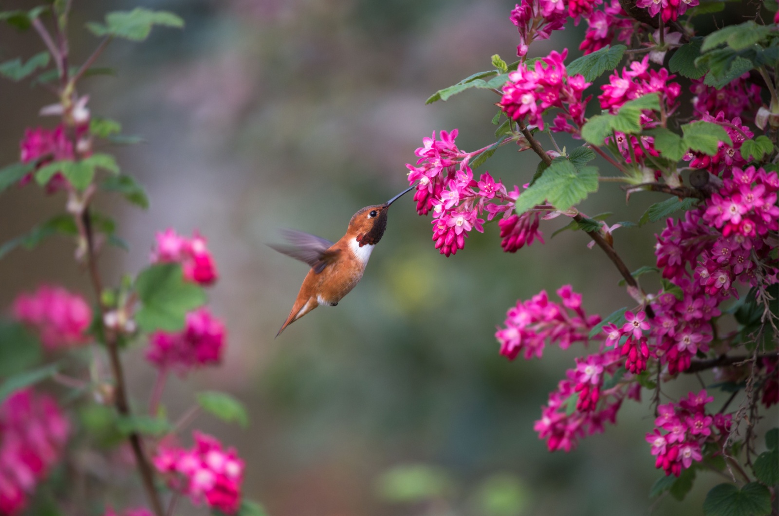 humming bird and pink flowers