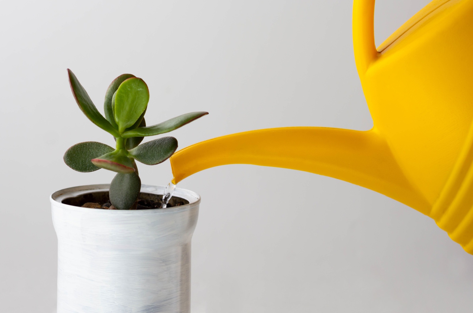 jade plant watered by yellow watering can