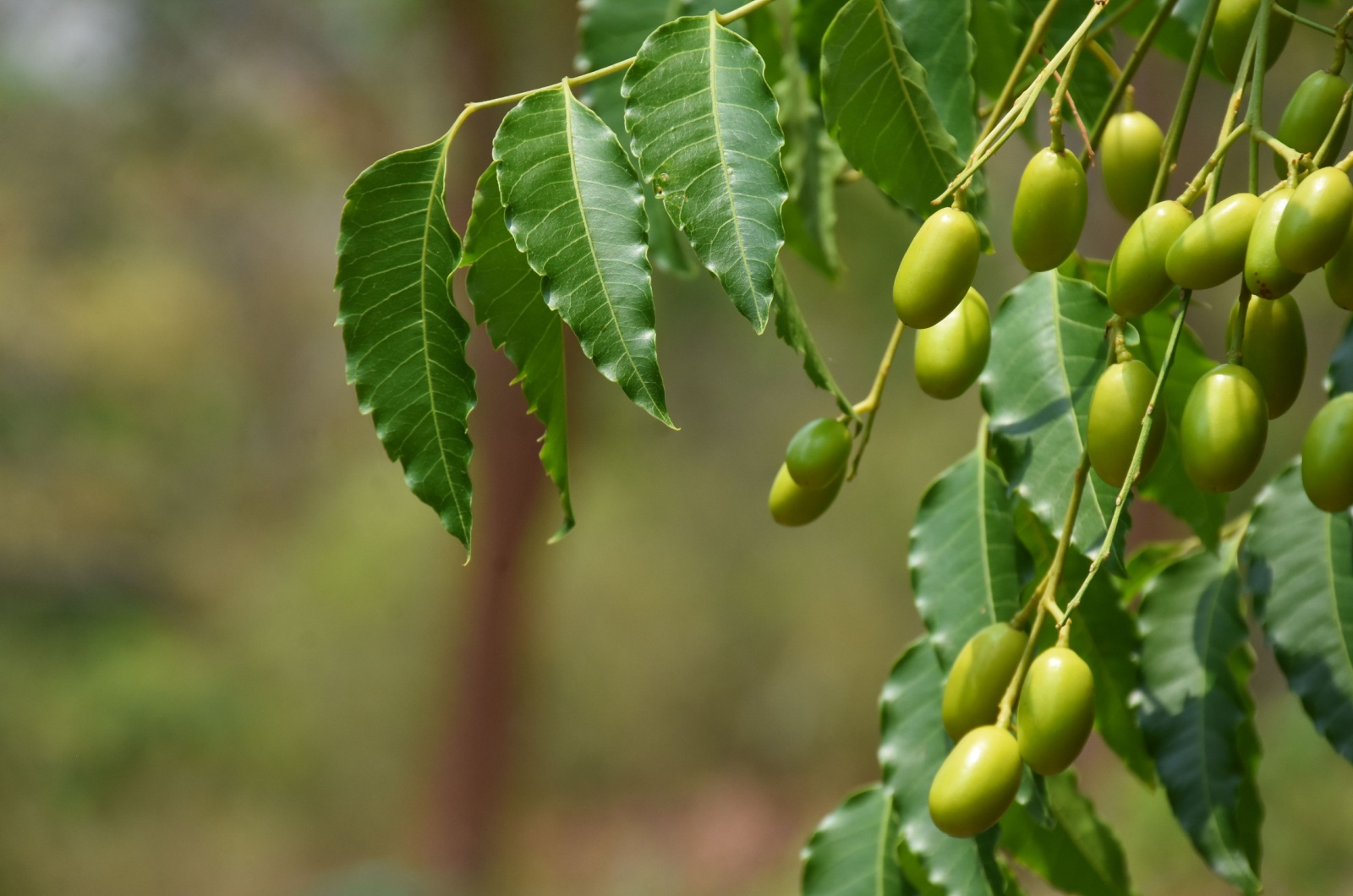 leaves of neem tree and fruits