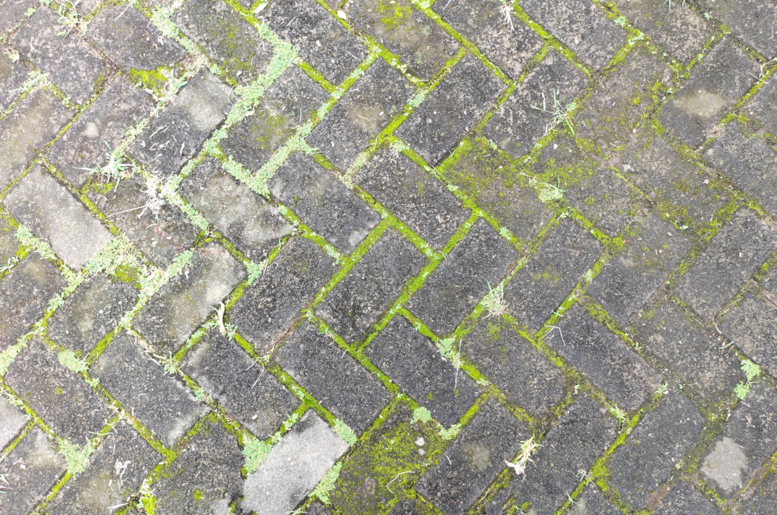 moss on a tiles