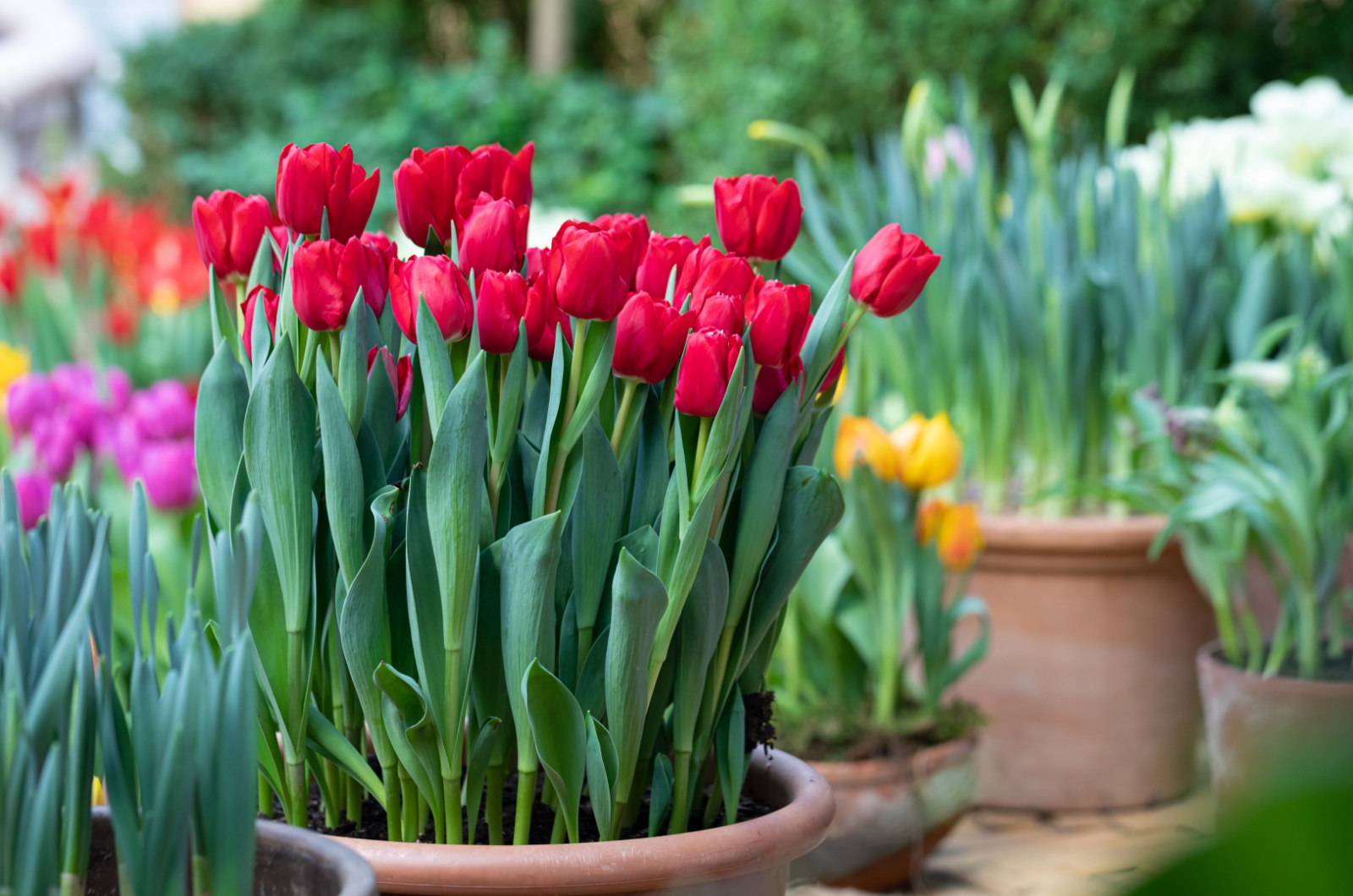 multicolored spring tulips