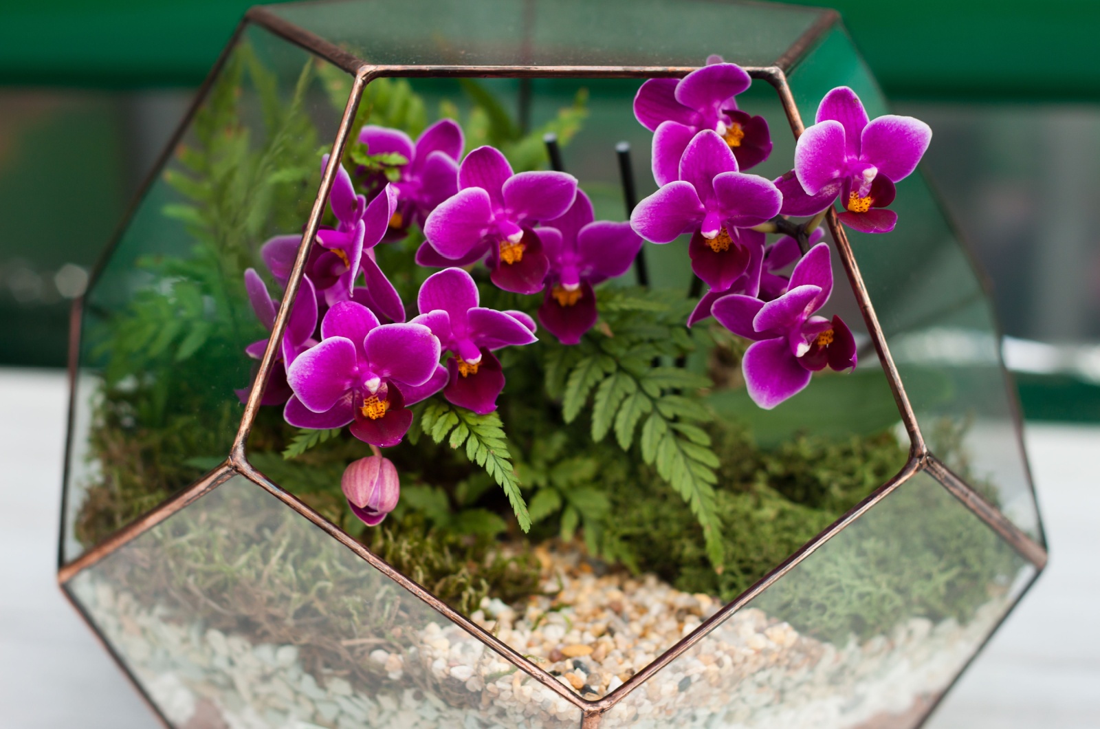 orchid florarium