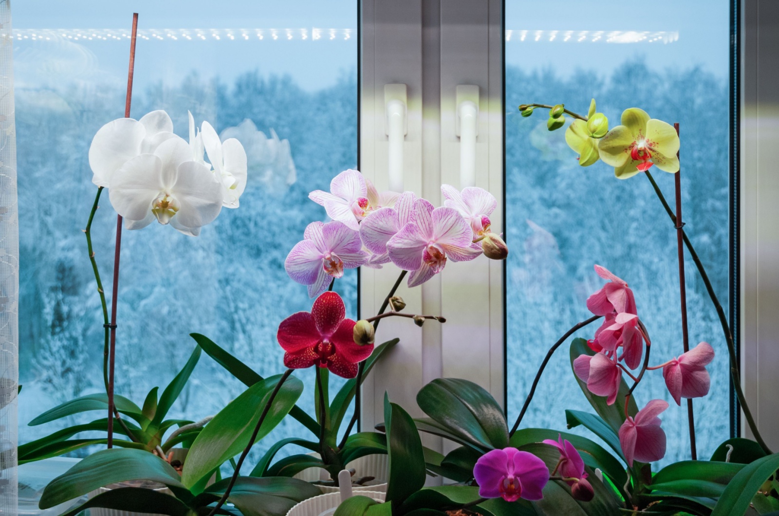 orchids blooming on window