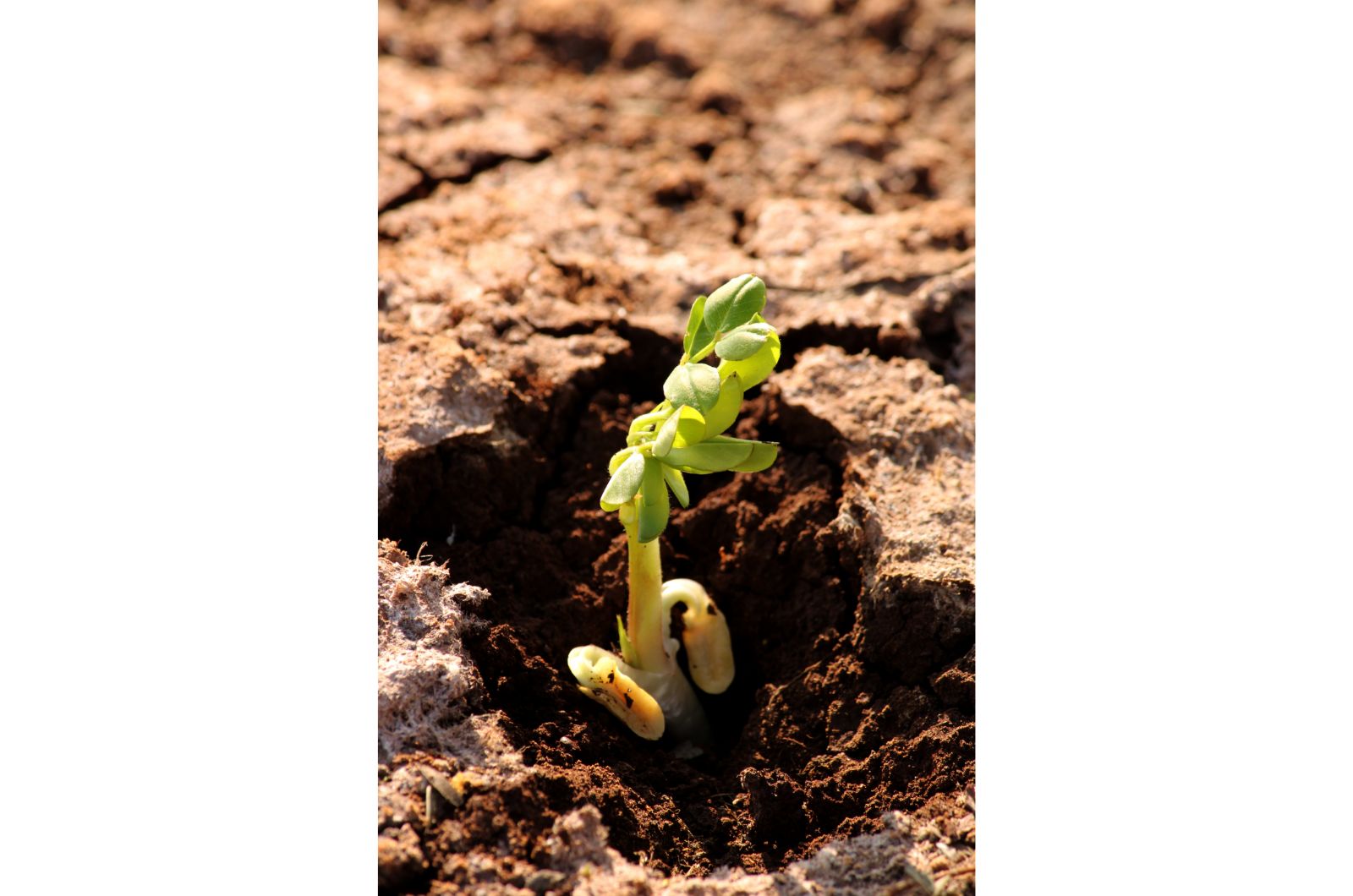 peanut plant sprout
