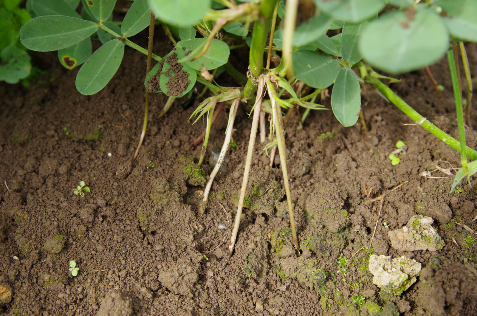 peg of peanut growing into the soil