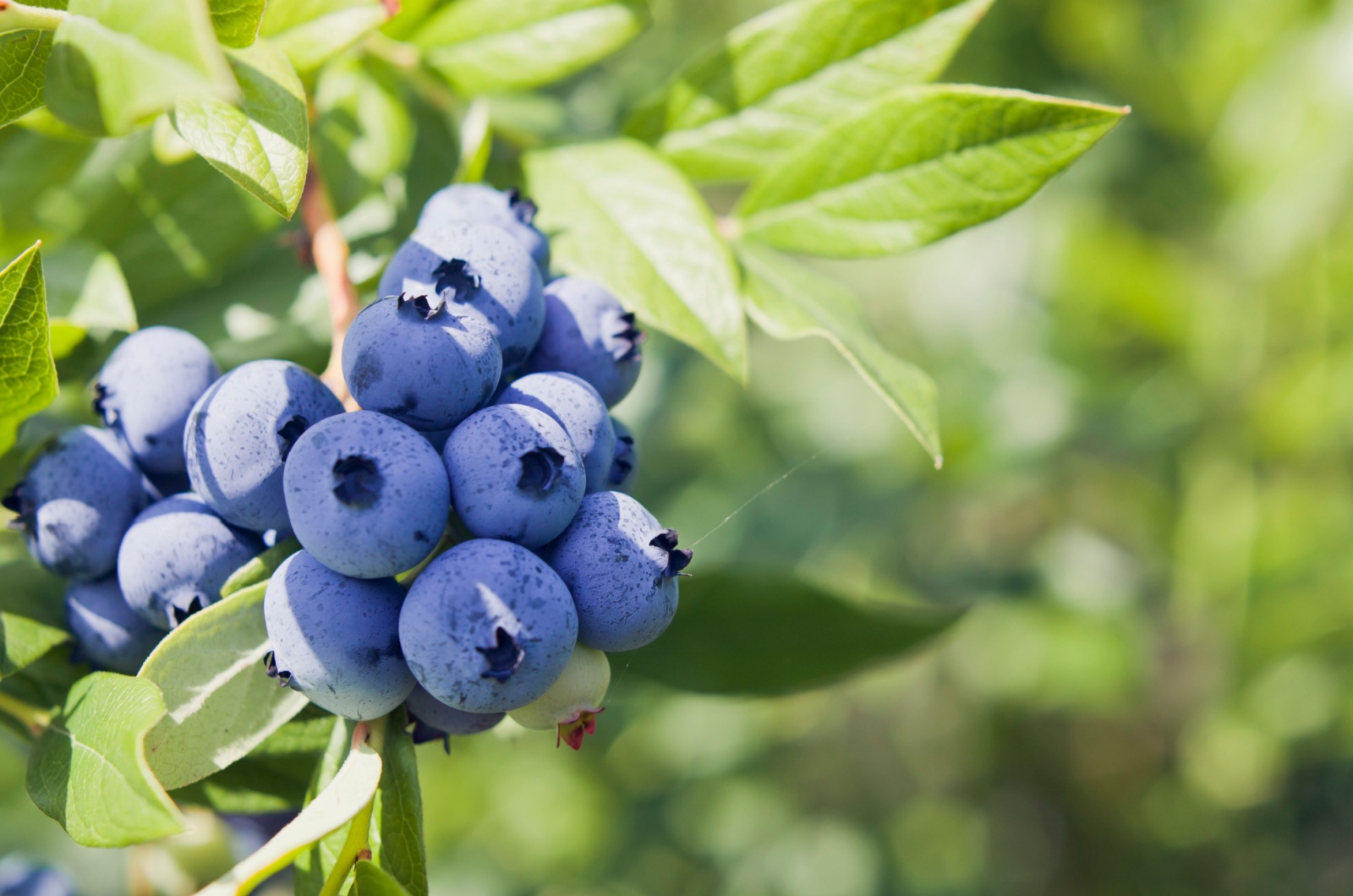 photo of blueberries on a branch