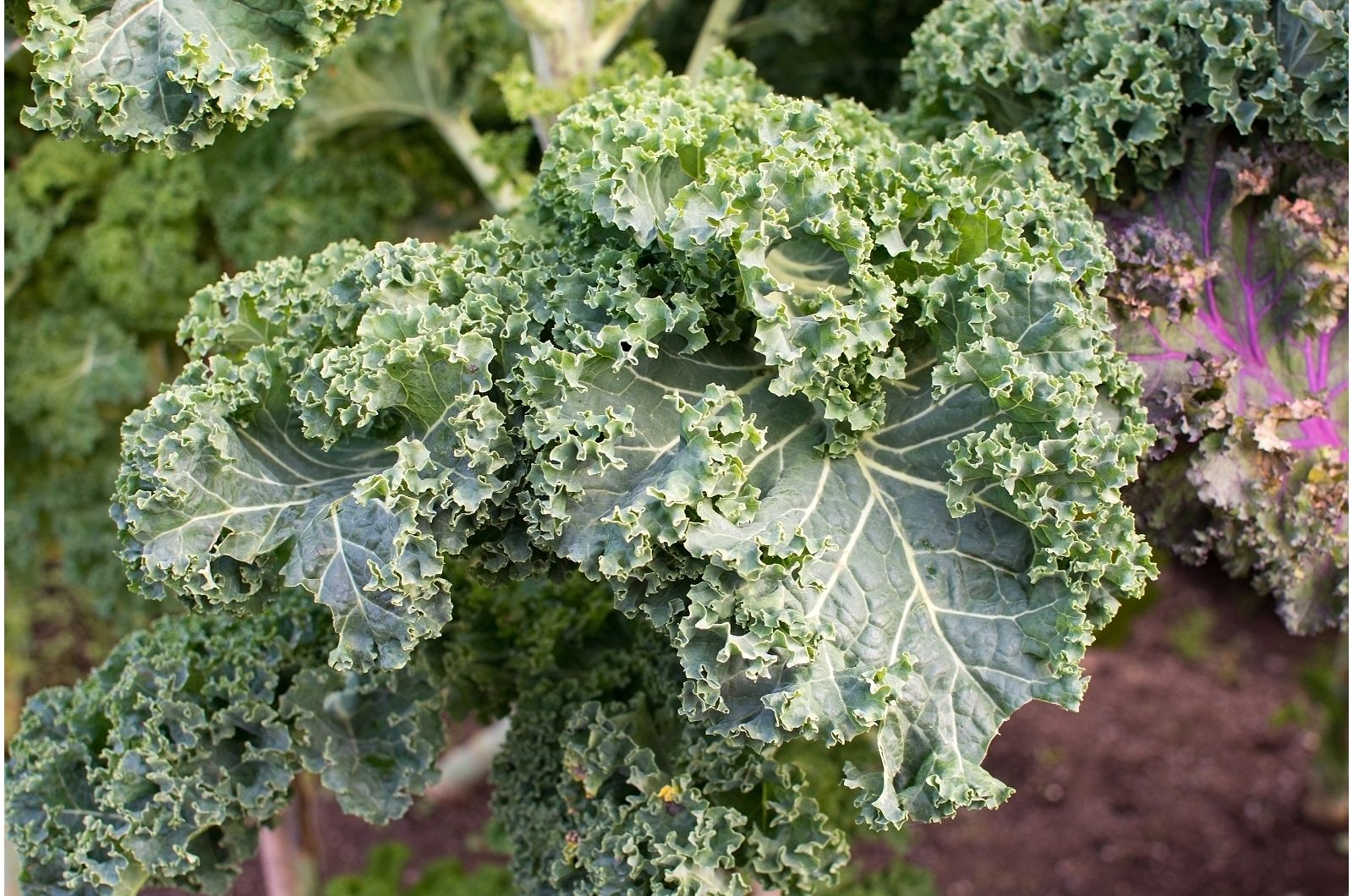 photo of kale