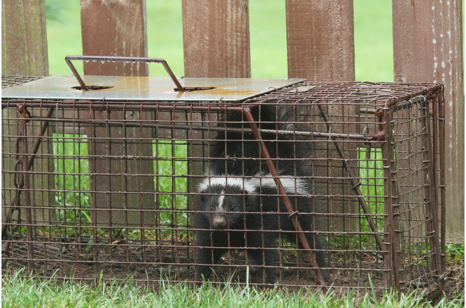 photo of skunk in a small cage