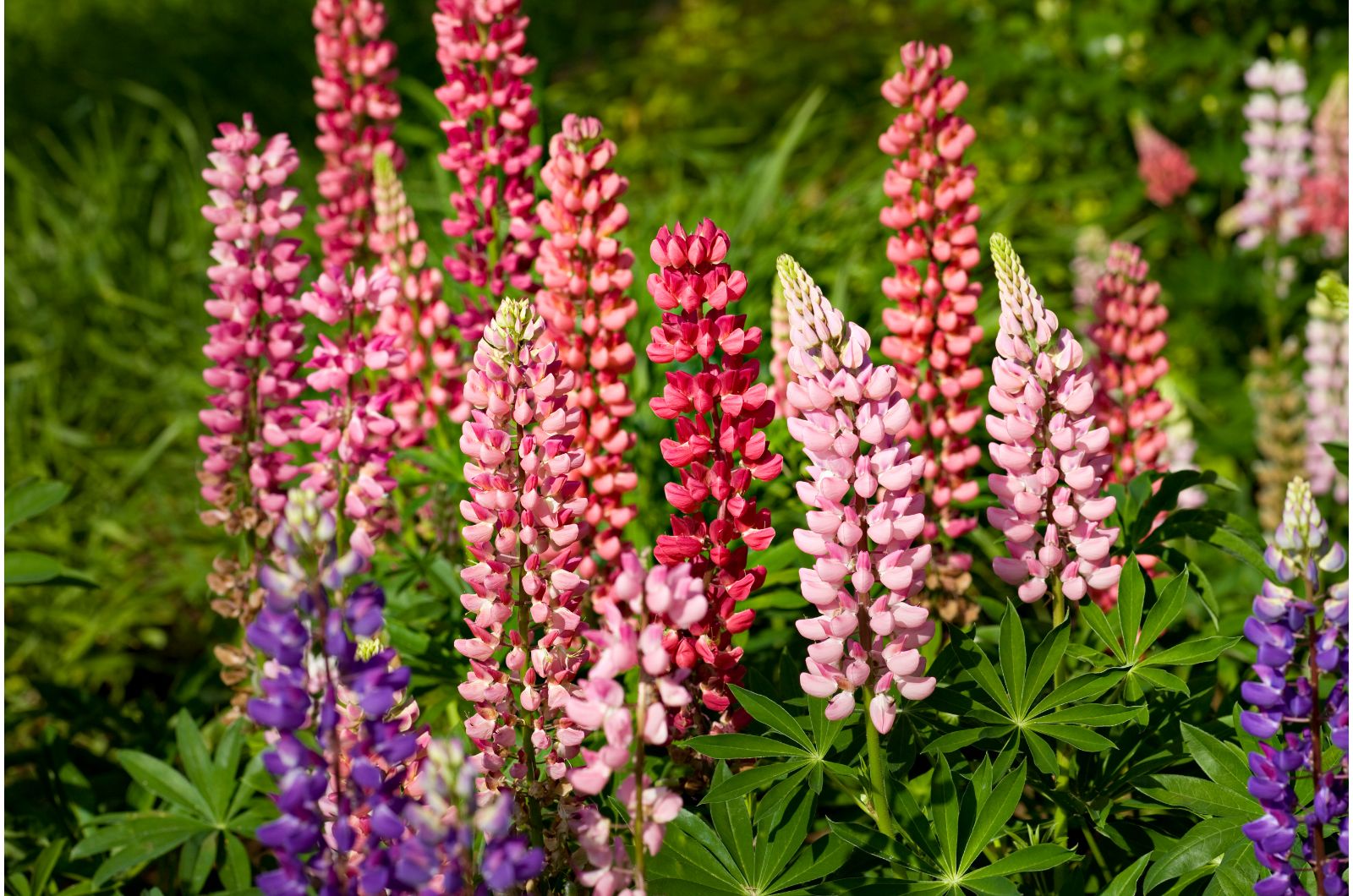 pink and purple lupins