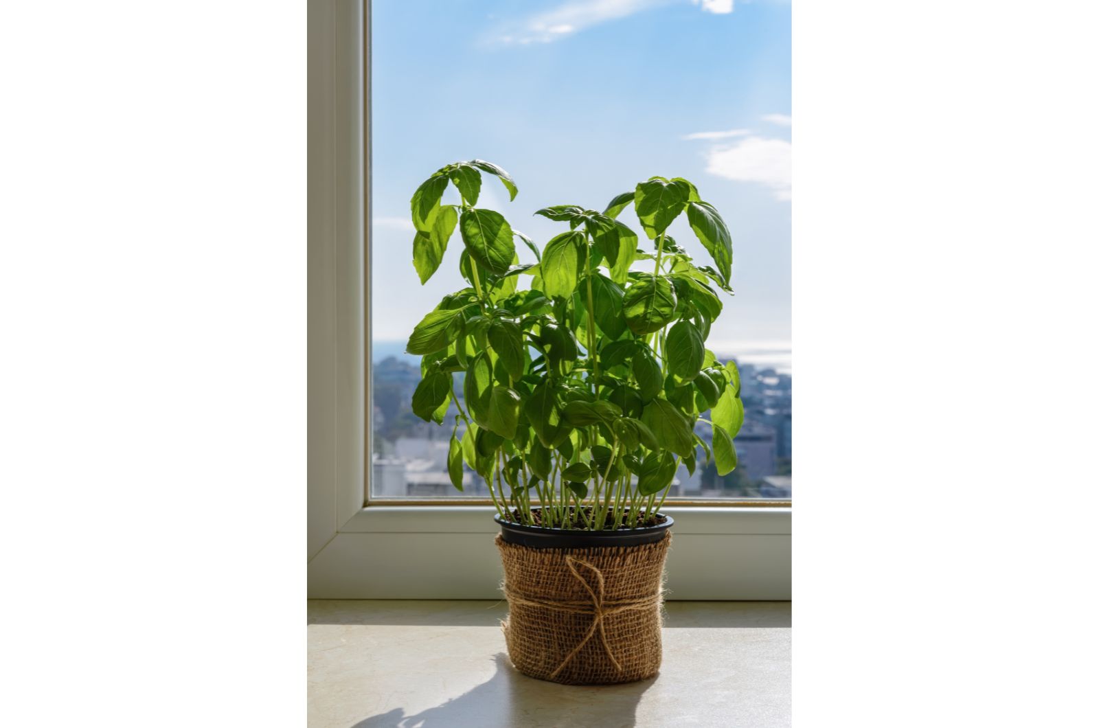 potted basil by the window
