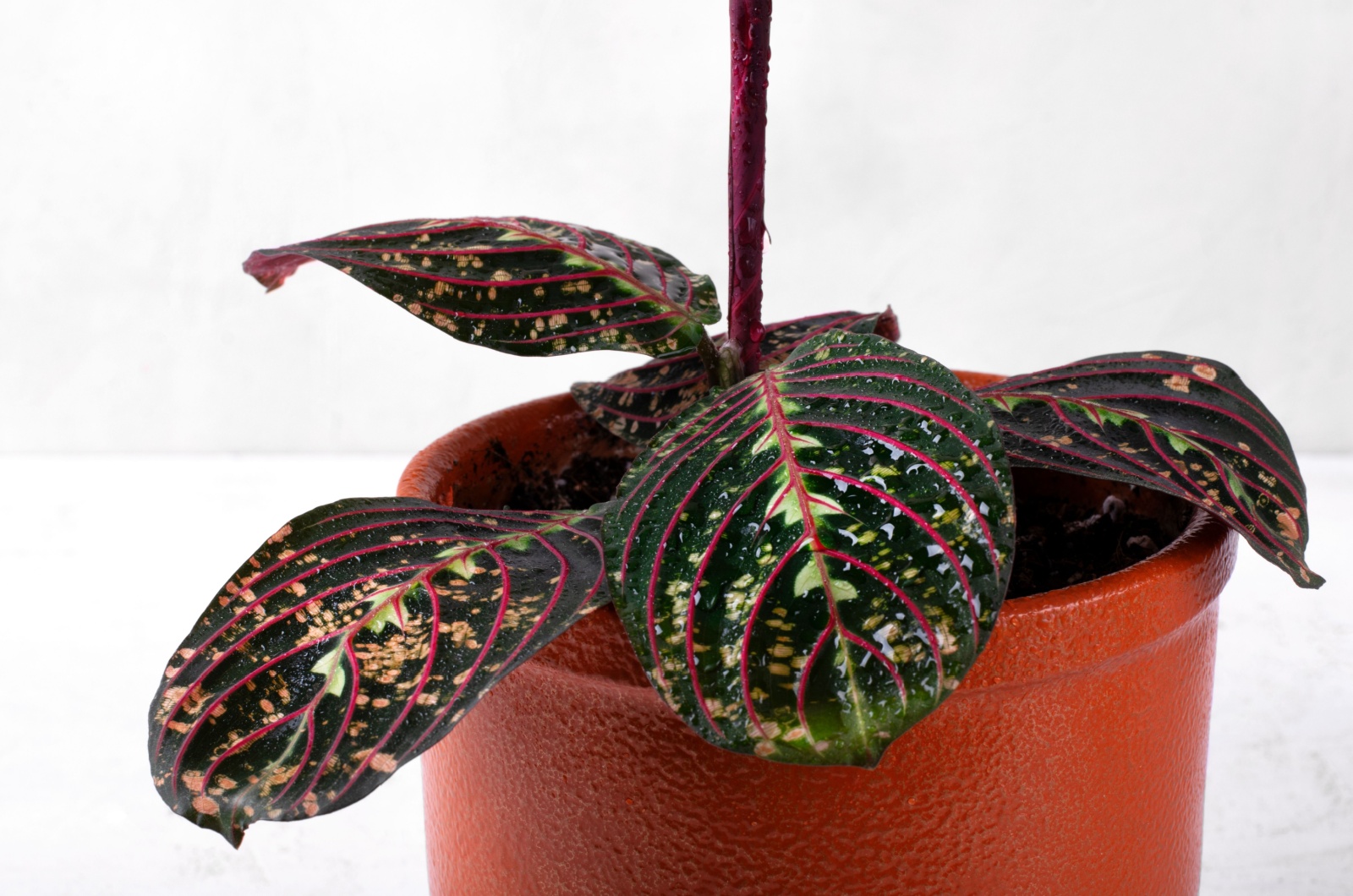 prayer plant with damaged leaves