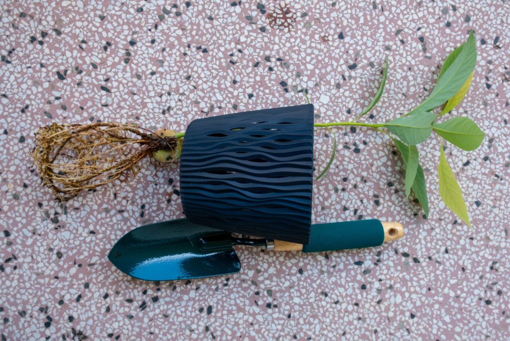 preparing for avocado transplanting