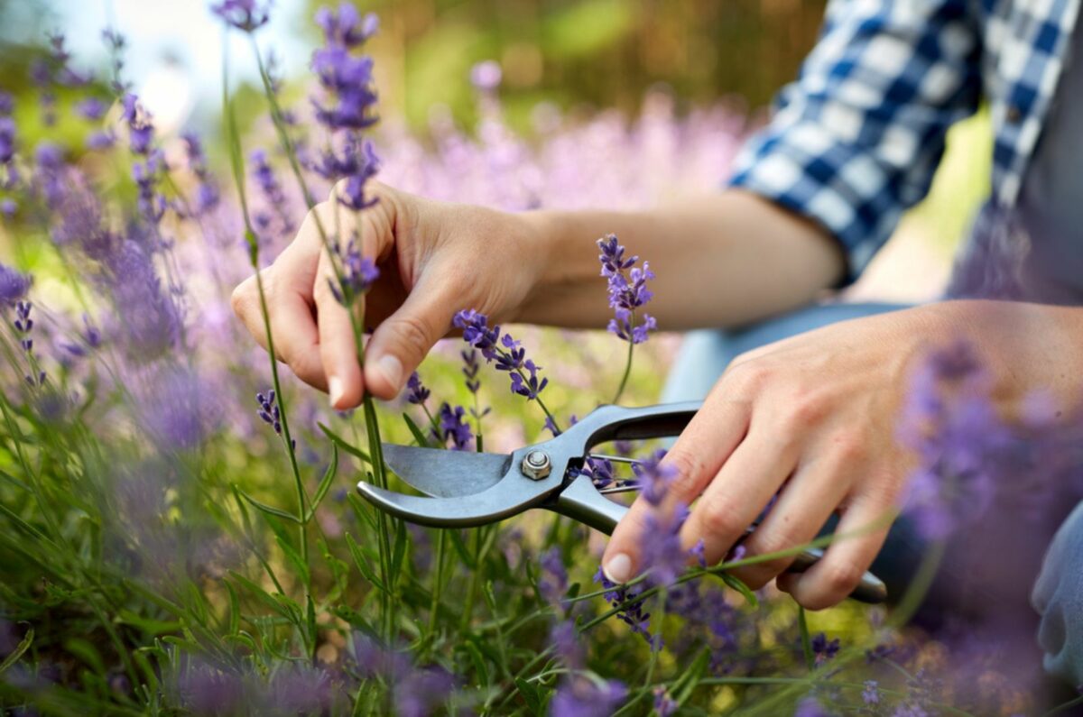 Simple Steps To Bring Your Lavender Back to Life