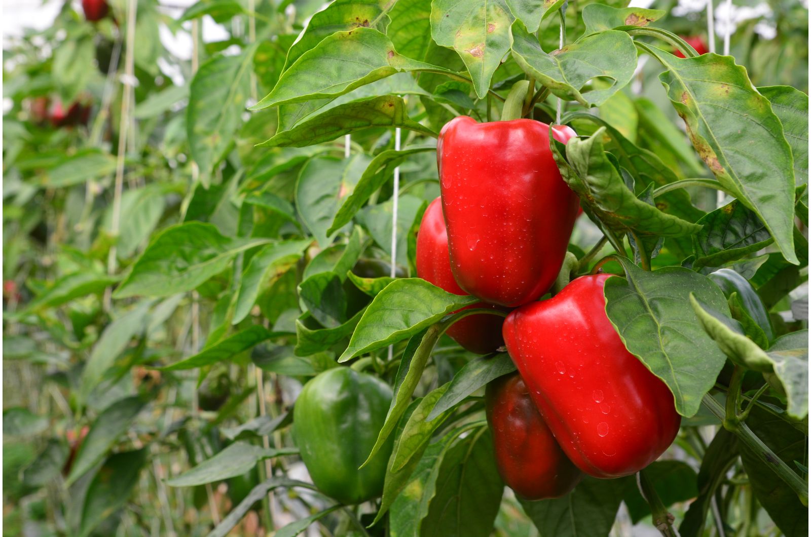 red bell peppers growing in garden