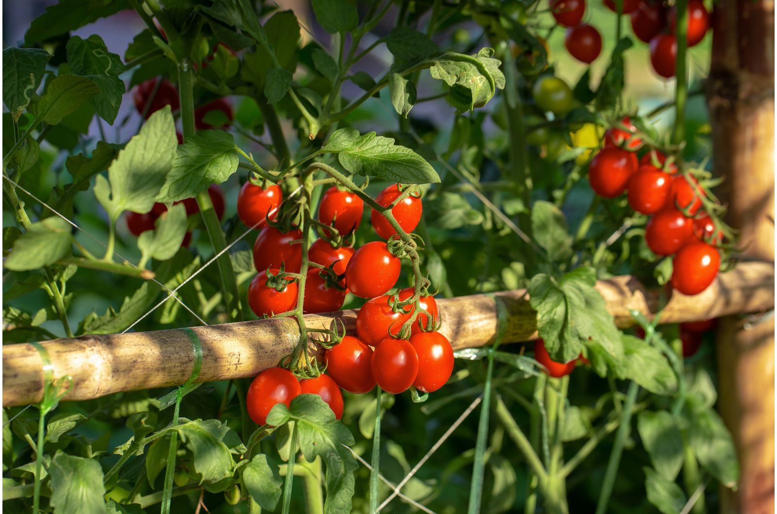 ripe red cherry tomatoes on a plant