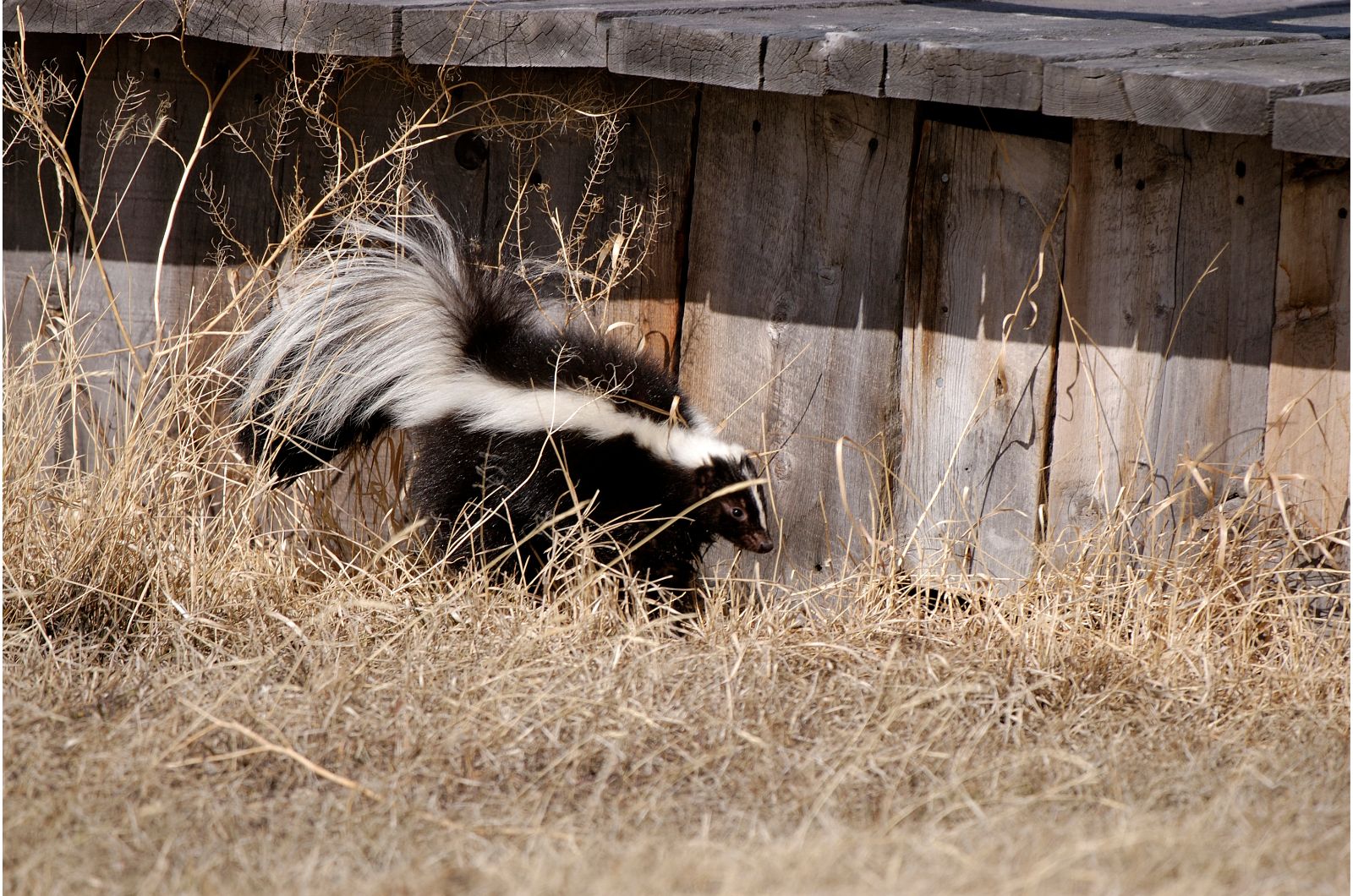 skunk next to wooden deck