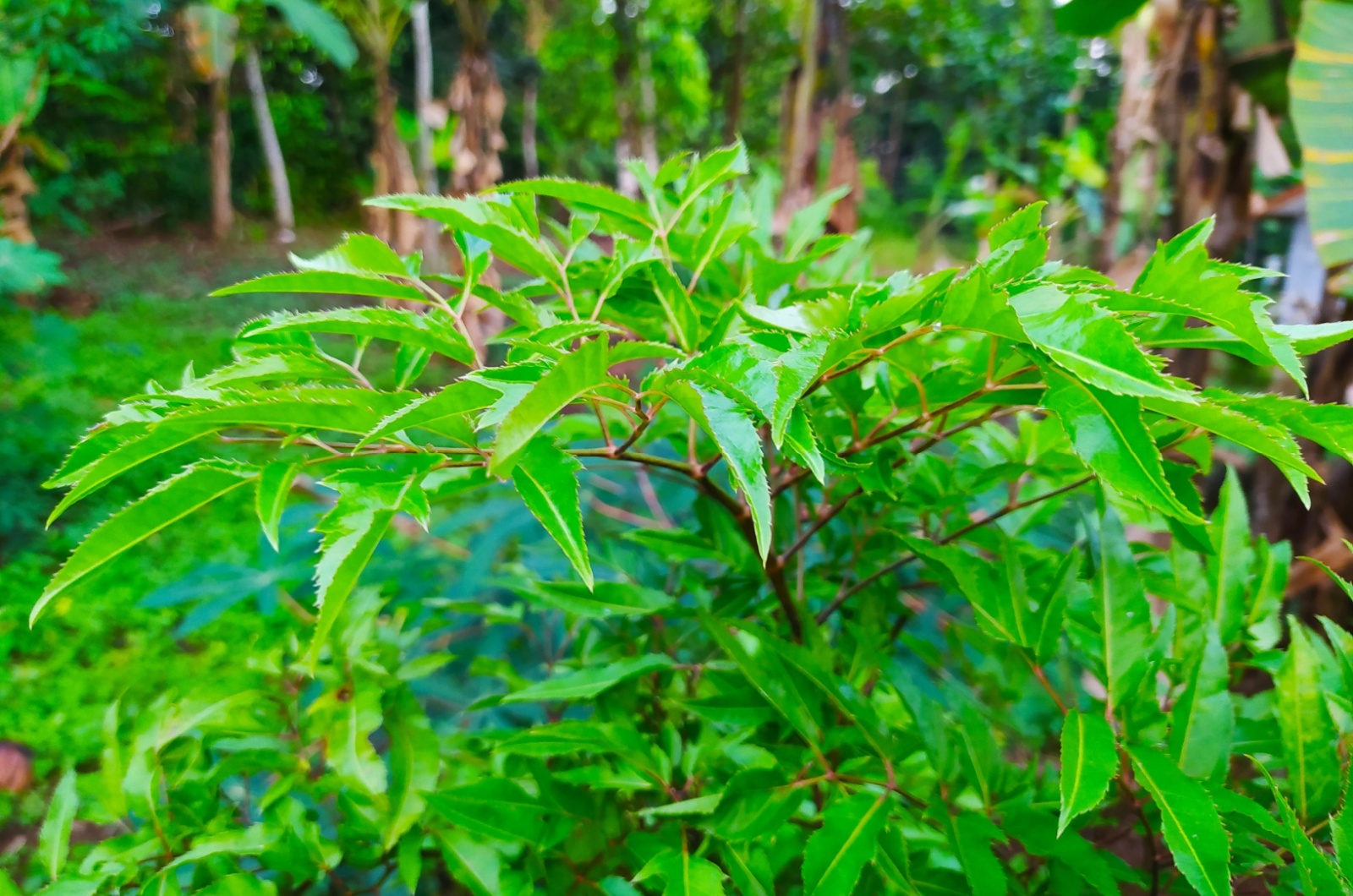 small neem tree